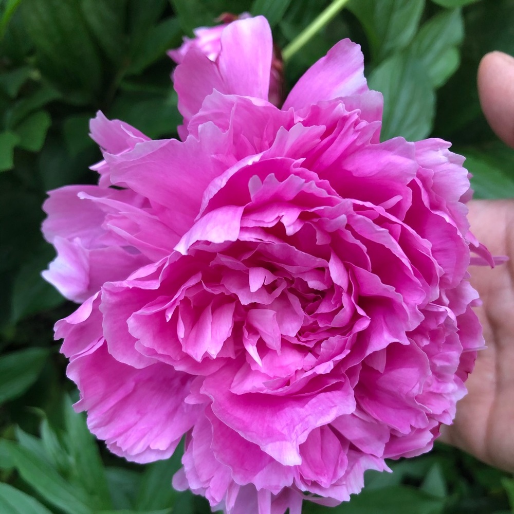 Meet your Posher, Jackie